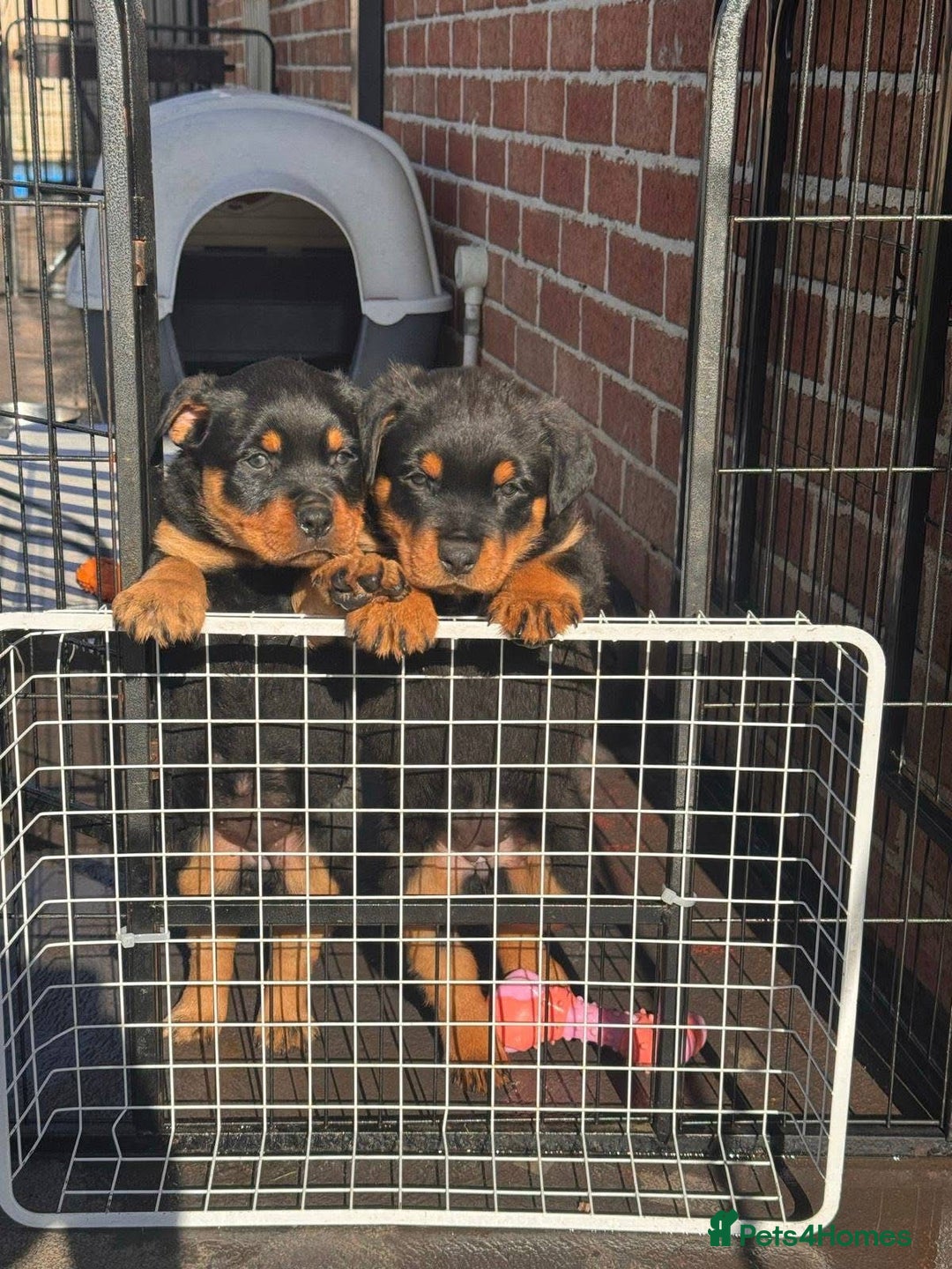 Rottweiler dogs for sale: Chunky Rottweiler puppy  - Image 4