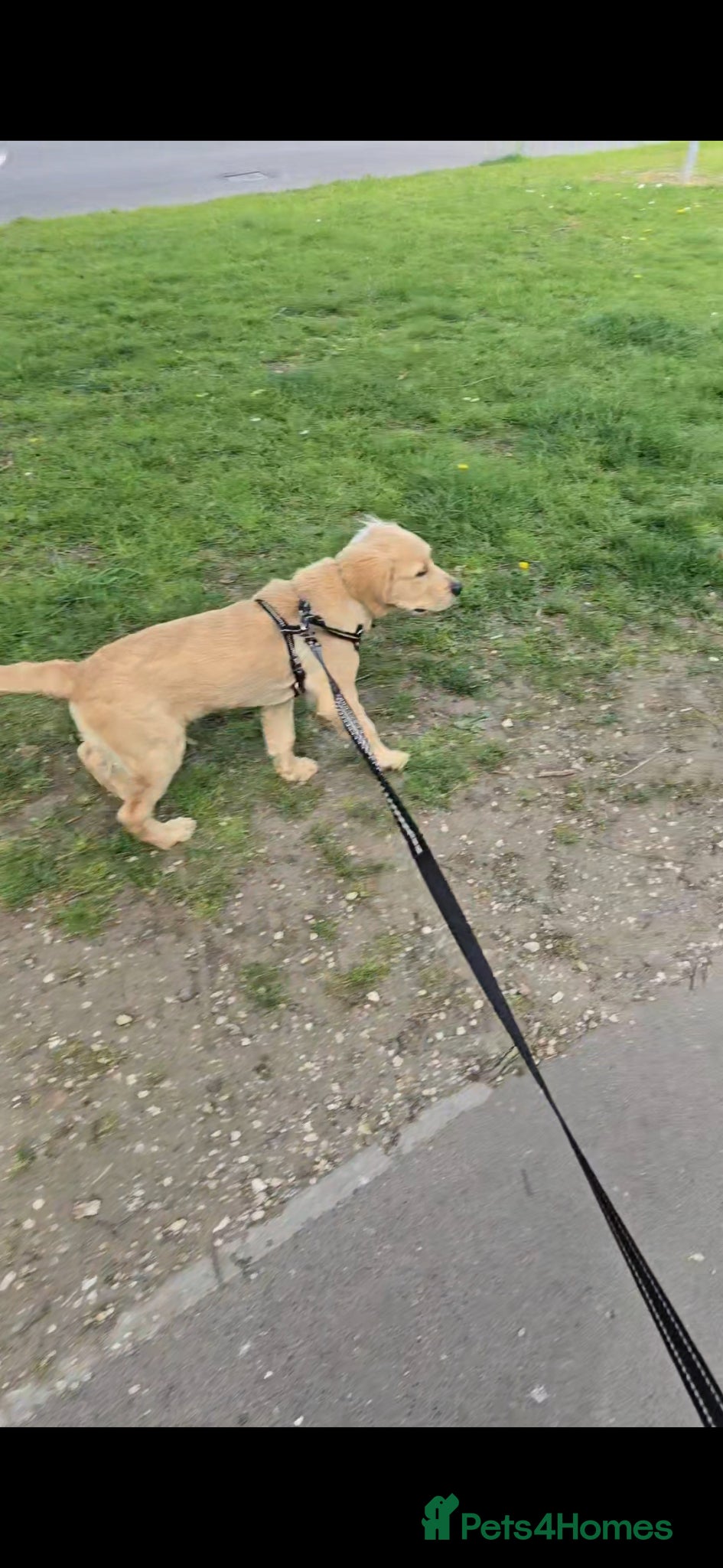 Golden Retriever dogs for sale: 19 week old golden retriever for sale  in York - Advert 2