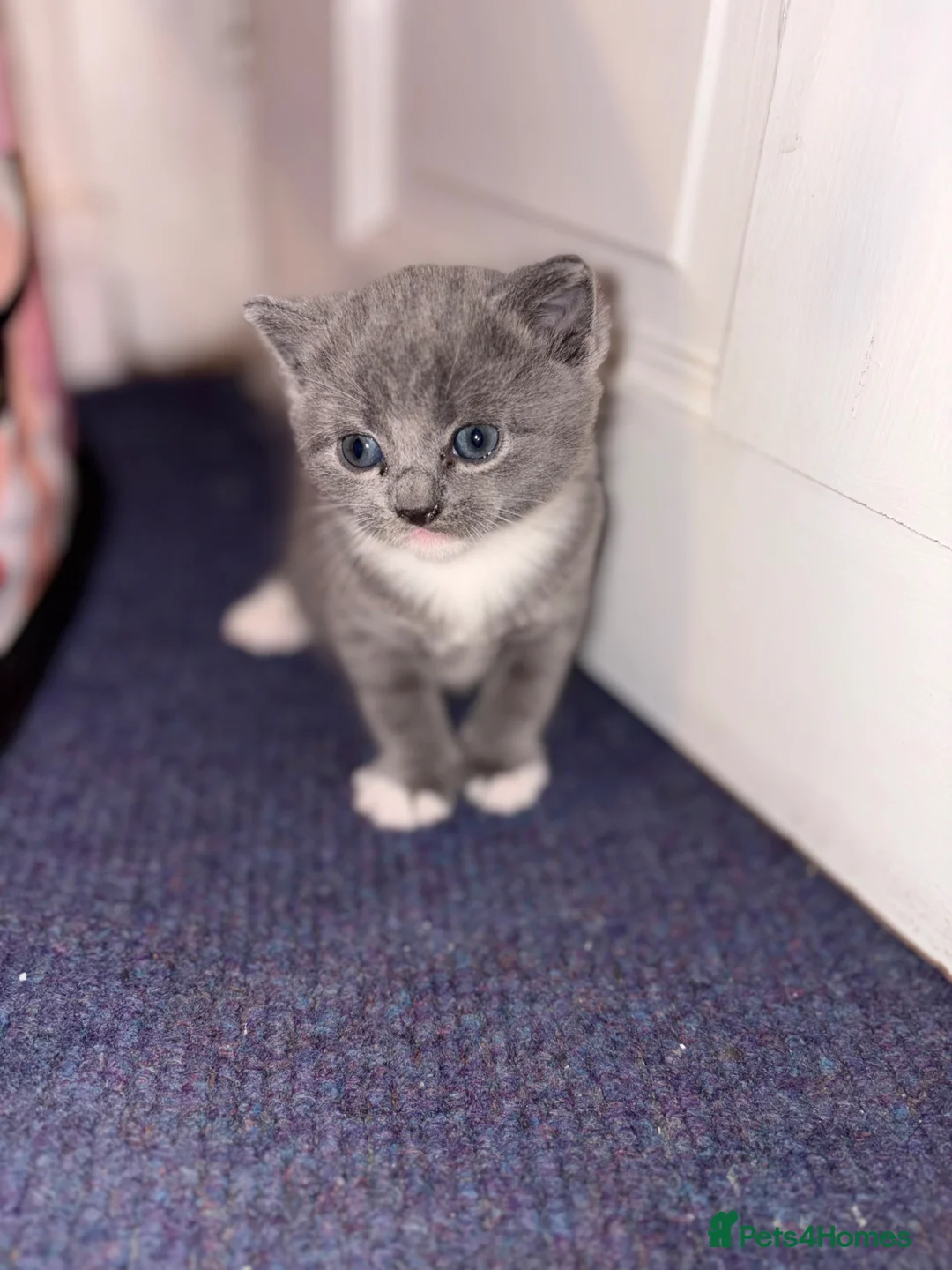 Mixed Breed cats for sale: Half British shorthair sale.  - Advert 1