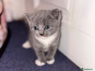 Mixed Breed cats Half British shorthair sale. - Advert 6