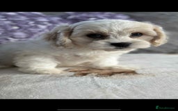 Cavachon dogs for sale: Stunning DNA Clear Cavachon Pups - Image 2