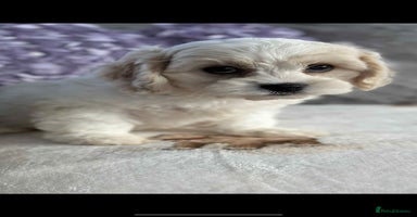 Cavachon dogs - Advert 4