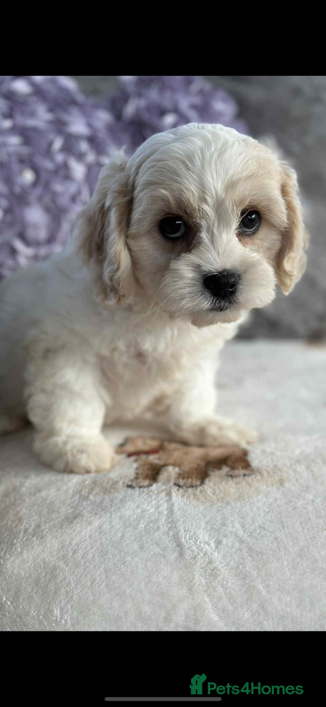 Cavachon dogs for sale: Stunning DNA Clear Cavachon Pups - Image 2