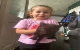 Bombay cats for sale: 3 kittens - Image 6