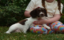 English Springer Spaniel dogs for sale: KC 10 week old Springer Spaniel puppies - Image 4