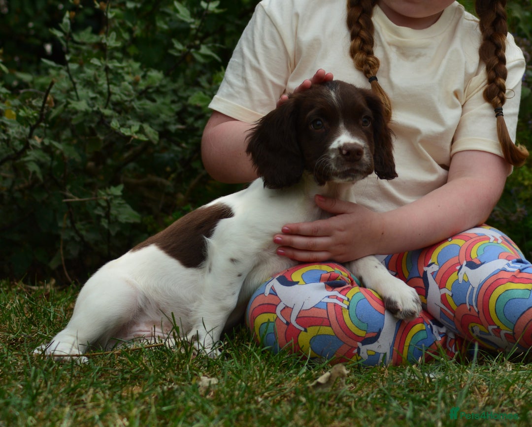 English Springer Spaniel dogs for sale: KC 10 week old Springer Spaniel puppies - Image 4