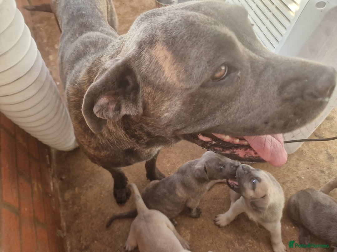Cane Corso dogs for sale: Beautiful Cane Corsos READY TO GO - Image 6