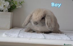 Mini Lop rabbits for sale: Beautiful pure mini lop bunnies  - Image 16