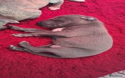 Whippet dogs for sale: 3/4 Whippet 1/4 Italian greyhound  - Image 13