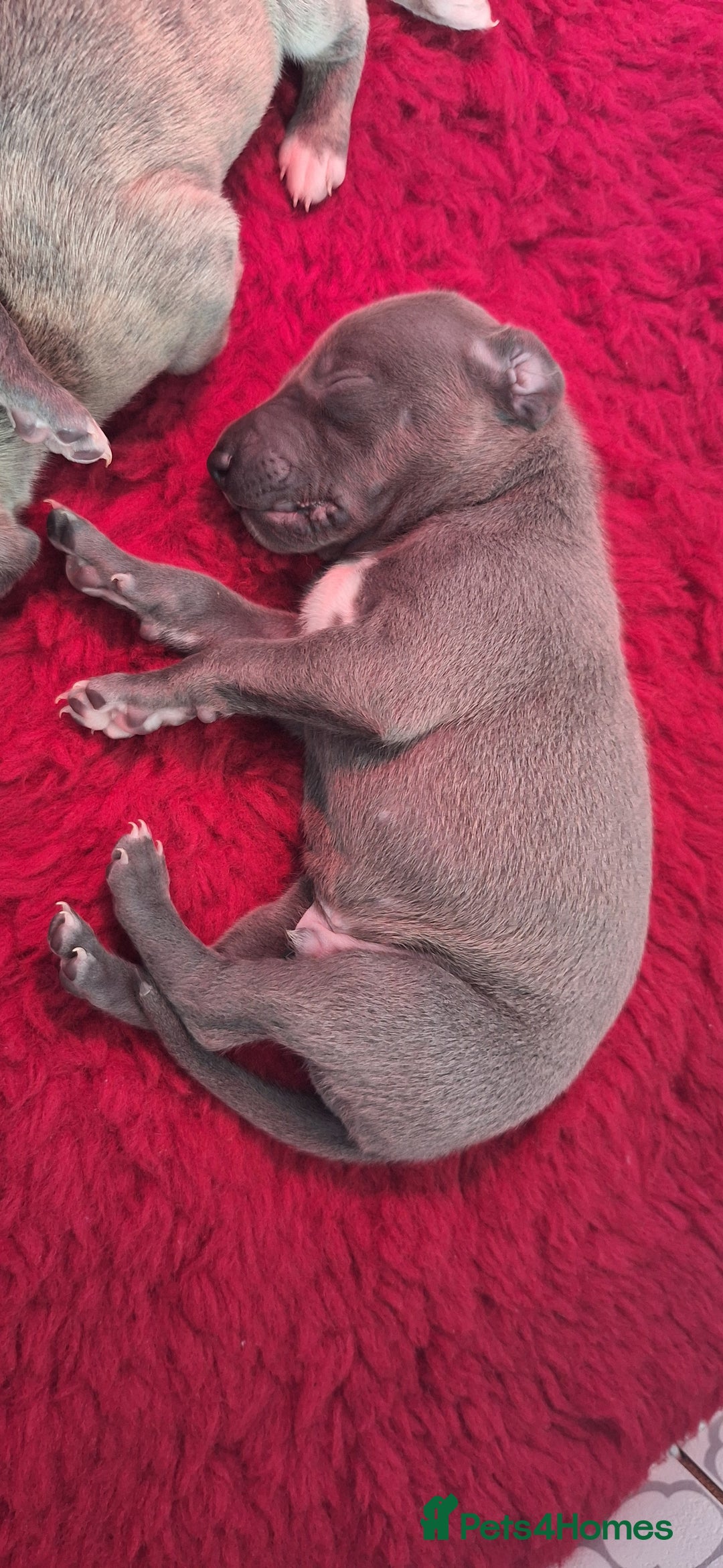 Whippet dogs for sale: 3/4 Whippet 1/4 Italian greyhound  - Image 13
