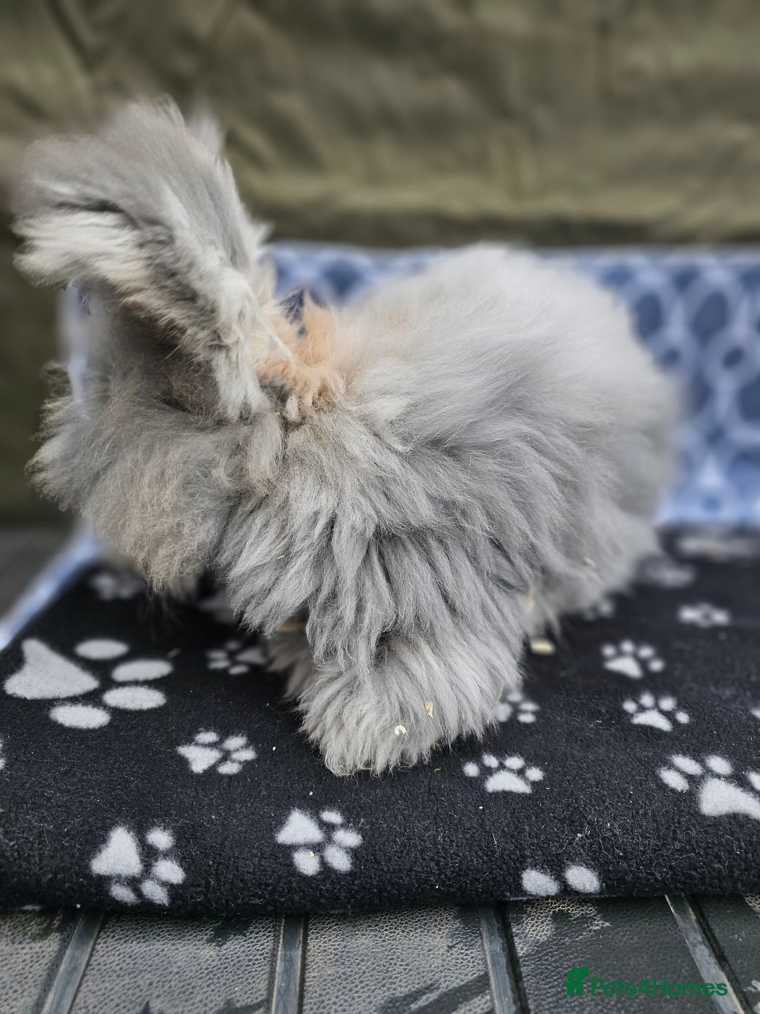 Angora rabbits for sale: Beautiful Angora Buck - Advert 2