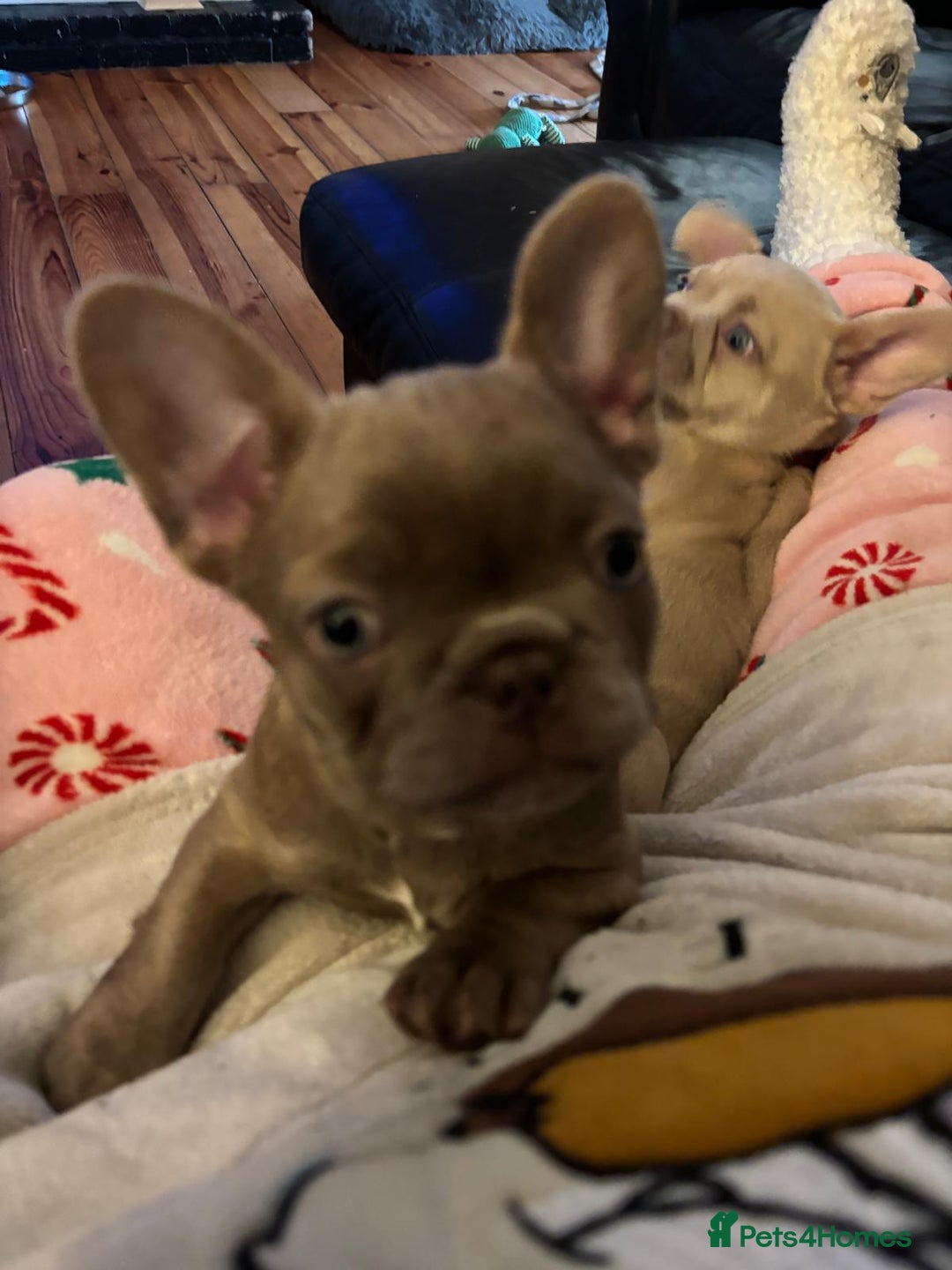 French Bulldog dogs for sale: Two female Frenchies KC registered  - Advert 3