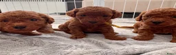 Toy Poodle dogs for sale: BEAUTIFUL QUALITY ASIAN TOY CAVAPOO PUPPIES - Advert 1