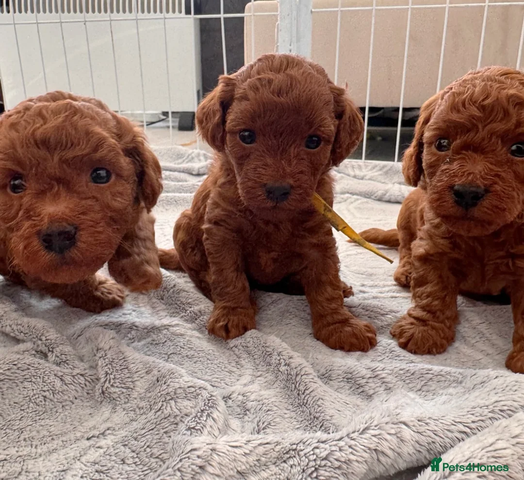 Toy Poodle dogs for sale: BEAUTIFUL QUALITY ASIAN TOY CAVAPOO PUPPIES - Advert 1