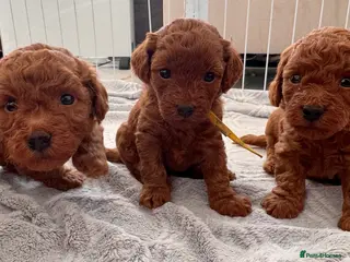 Toy Poodle dogs for sale: Quality Asian Toy Poodle Puppies Teddy Bear Faces - Advert 1