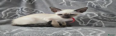 Siamese 4