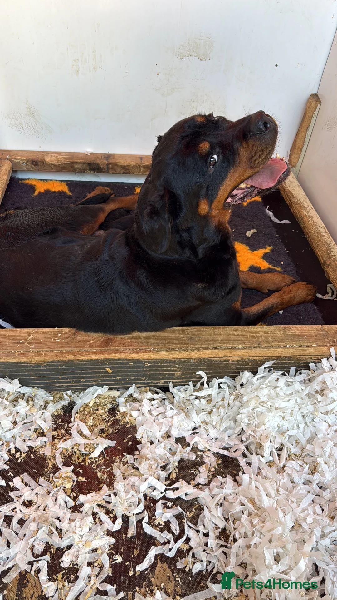 Rottweiler dogs for sale: Rottweiler Kc Reg puppies  - Advert 7