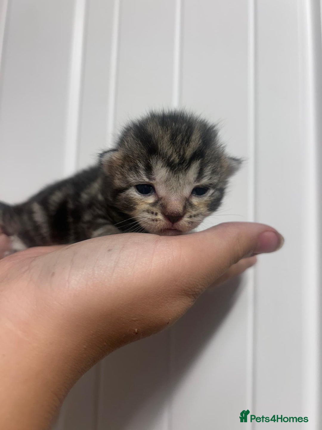 Mixed Breed cats for sale: 5 cute kittens - Image 5