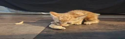 Mixed Breed cats for sale: 2 girls and a ginger boy available  - Advert 3