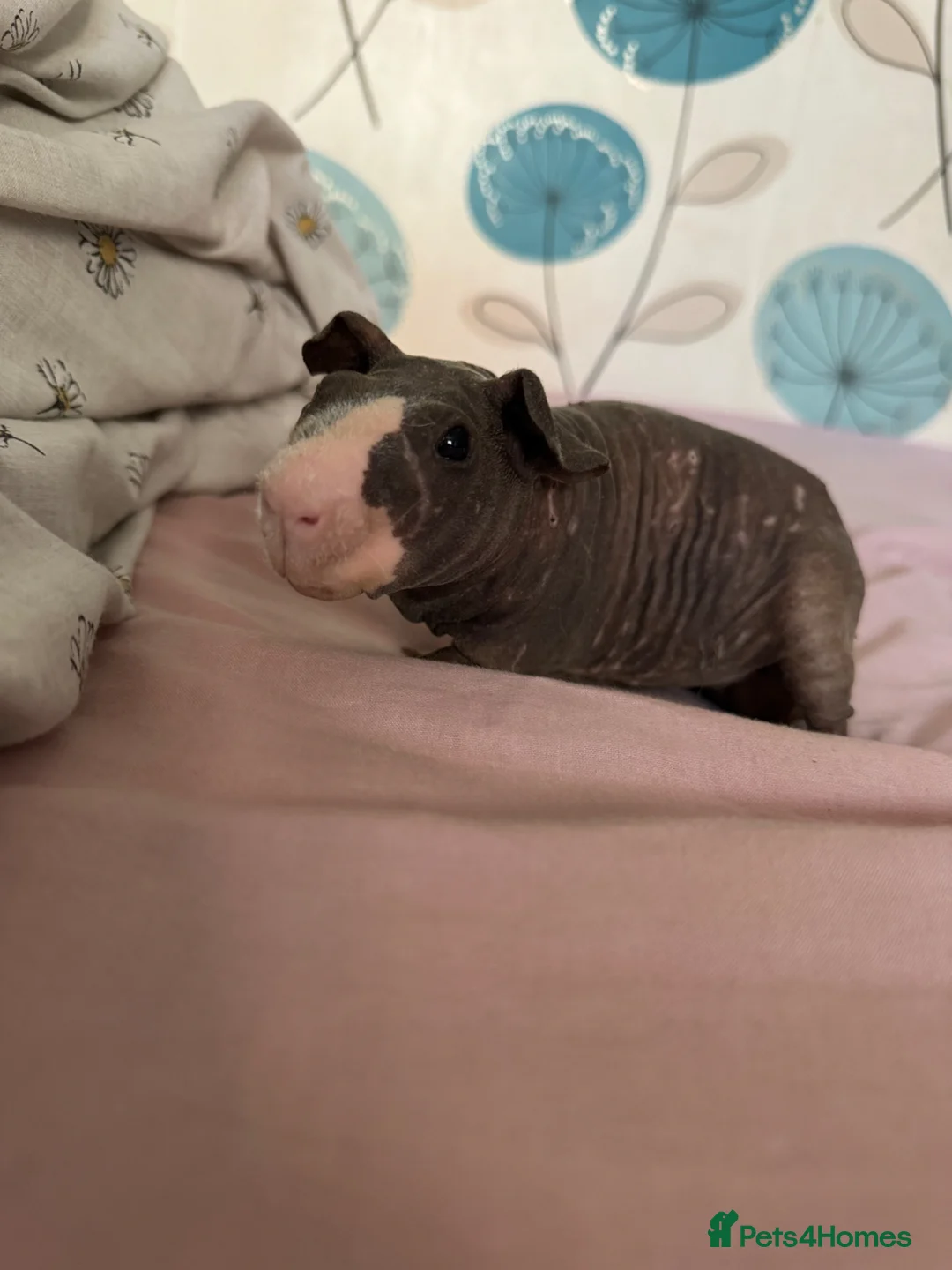 Guinea Pig rodents for sale: Male skinny pig  - Advert 2
