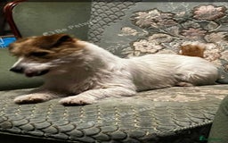 Jack Russell dogs for sale: Jack Russell puppies - Image 7