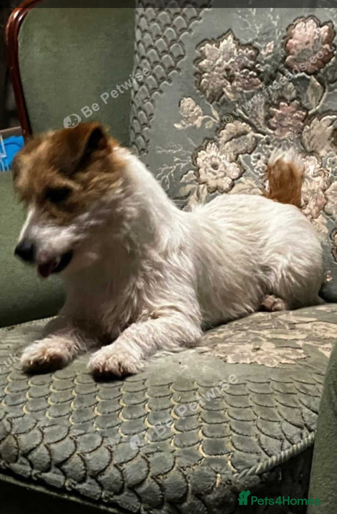 Jack Russell dogs for sale: Jack Russell puppies - Image 7