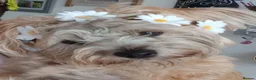 Mixed Breed dogs for sale: Three puppies available-LOVING HOMES ONLY - Advert 13