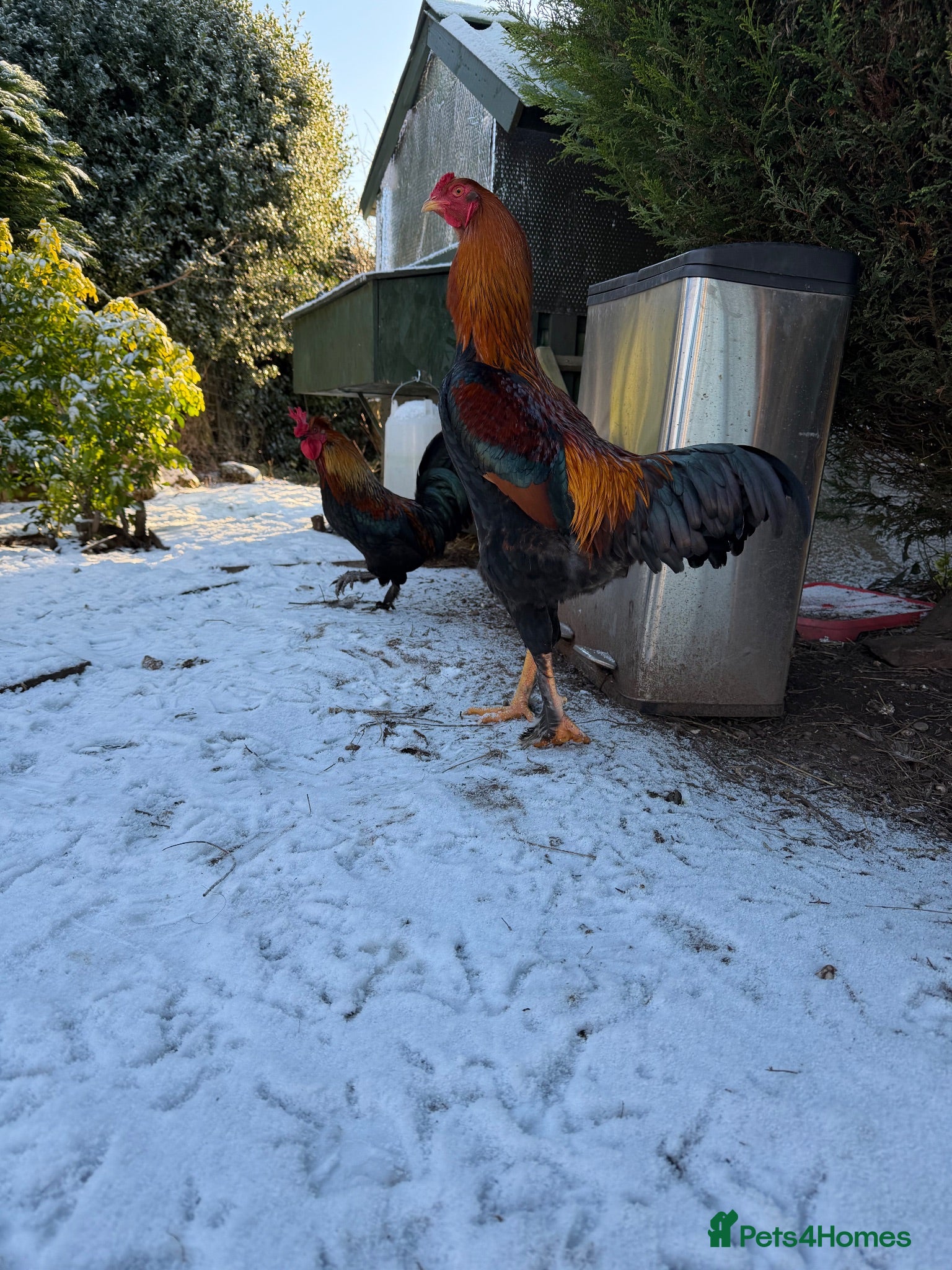 Chickens poultry Aseel & Brahma Mix  - Advert 2