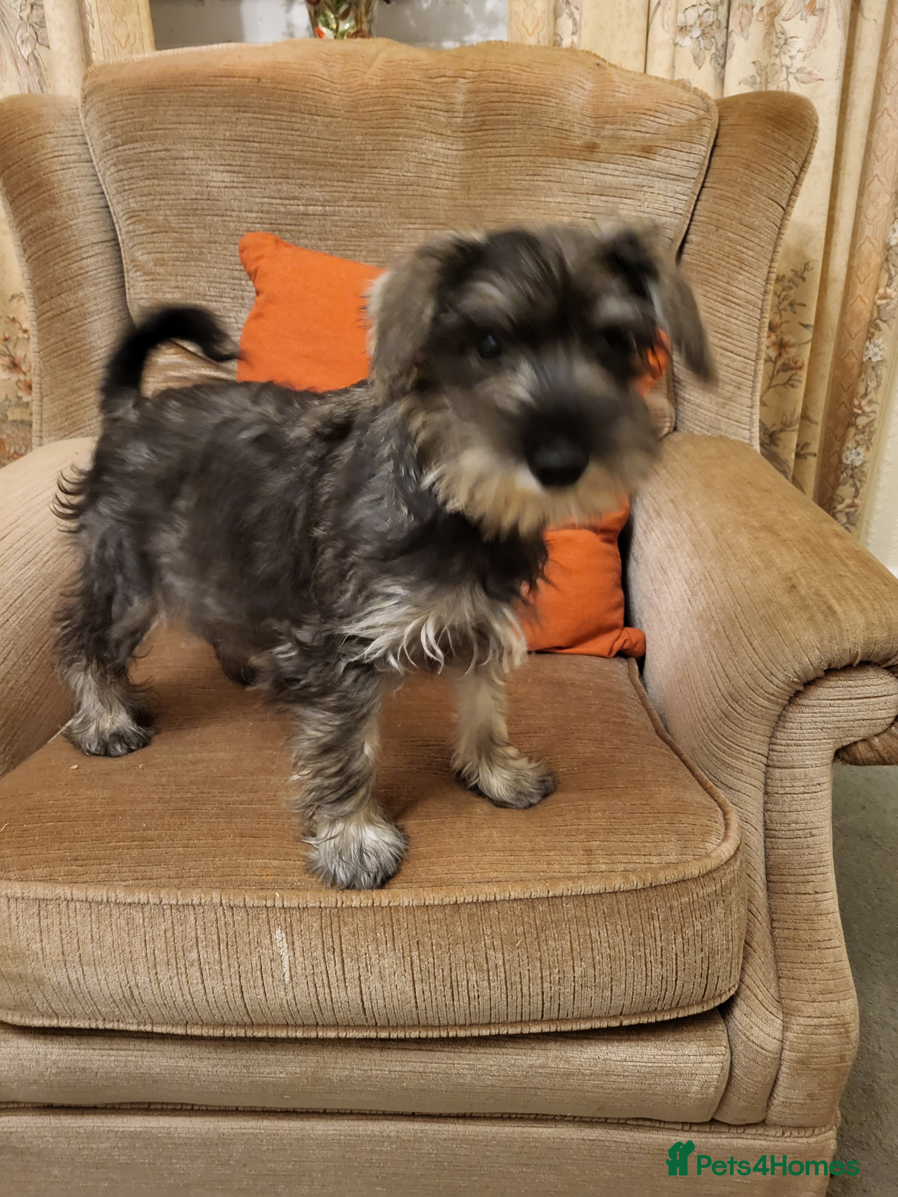 Miniature Schnauzer dogs Lovely miniature schnauzer's - Advert 2
