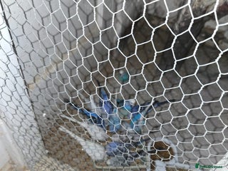 Mixed Breed birds Budgies for sale - Advert 8