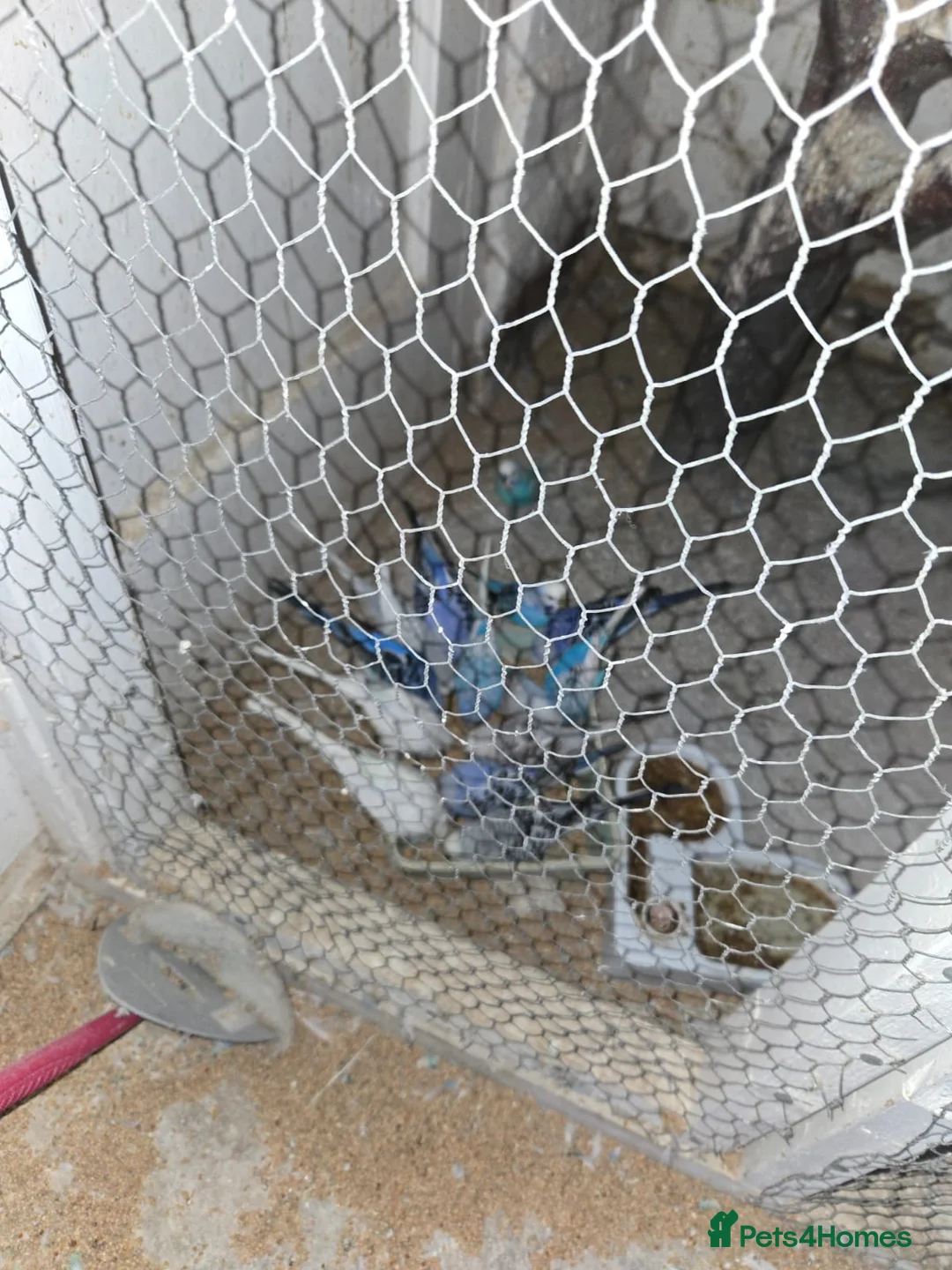 Mixed Breed birds for sale: Budgies for sale - Advert 1