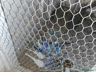 Mixed Breed birds Budgies for sale - Advert 13