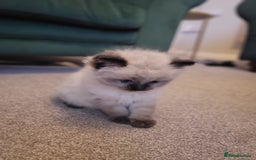 Ragdoll cats for sale: 1xmale 1xfemale ragdoll - Advert 7