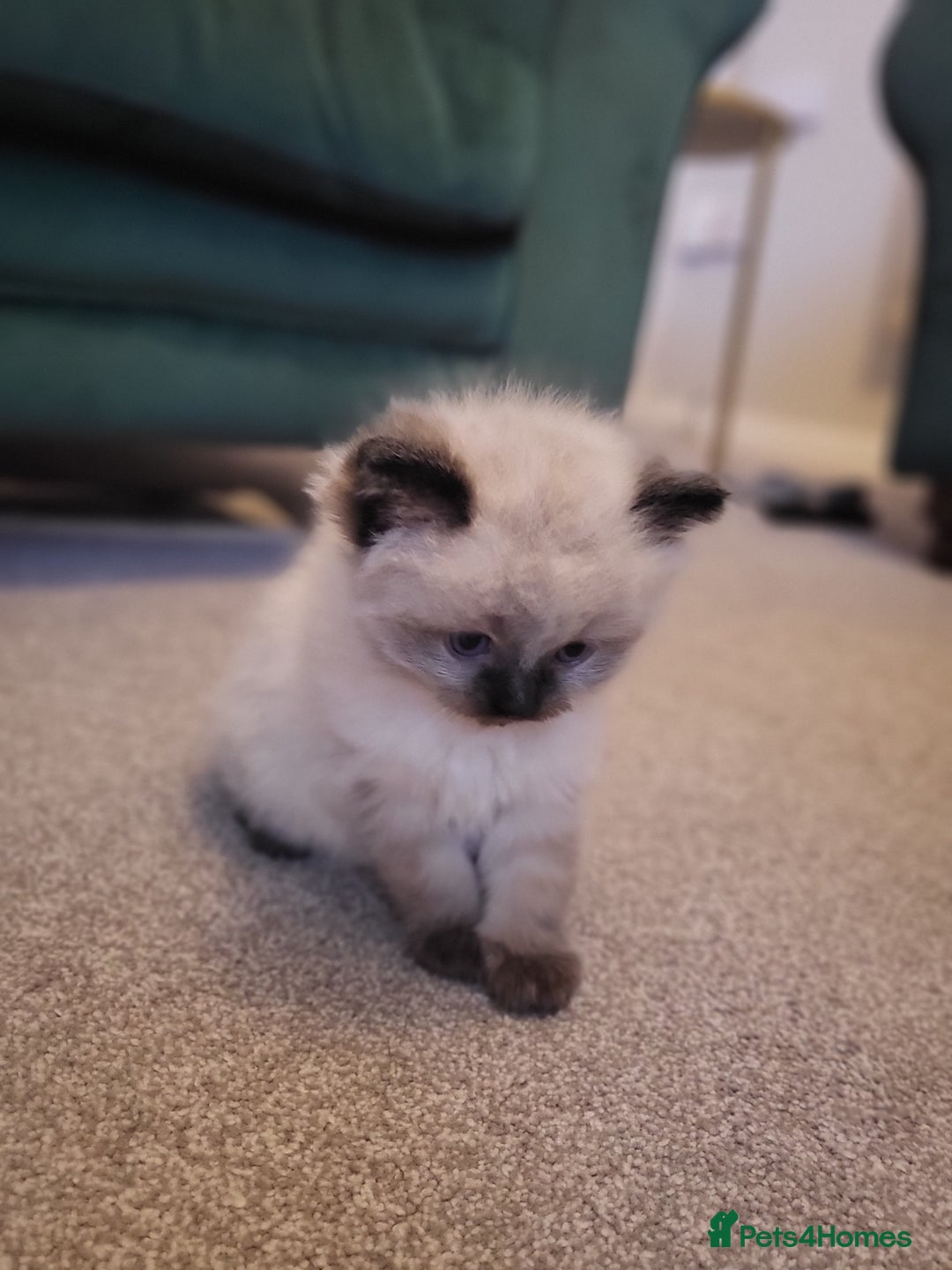 Ragdoll cats for sale: 1xmale 1xfemale ragdoll - Advert 7