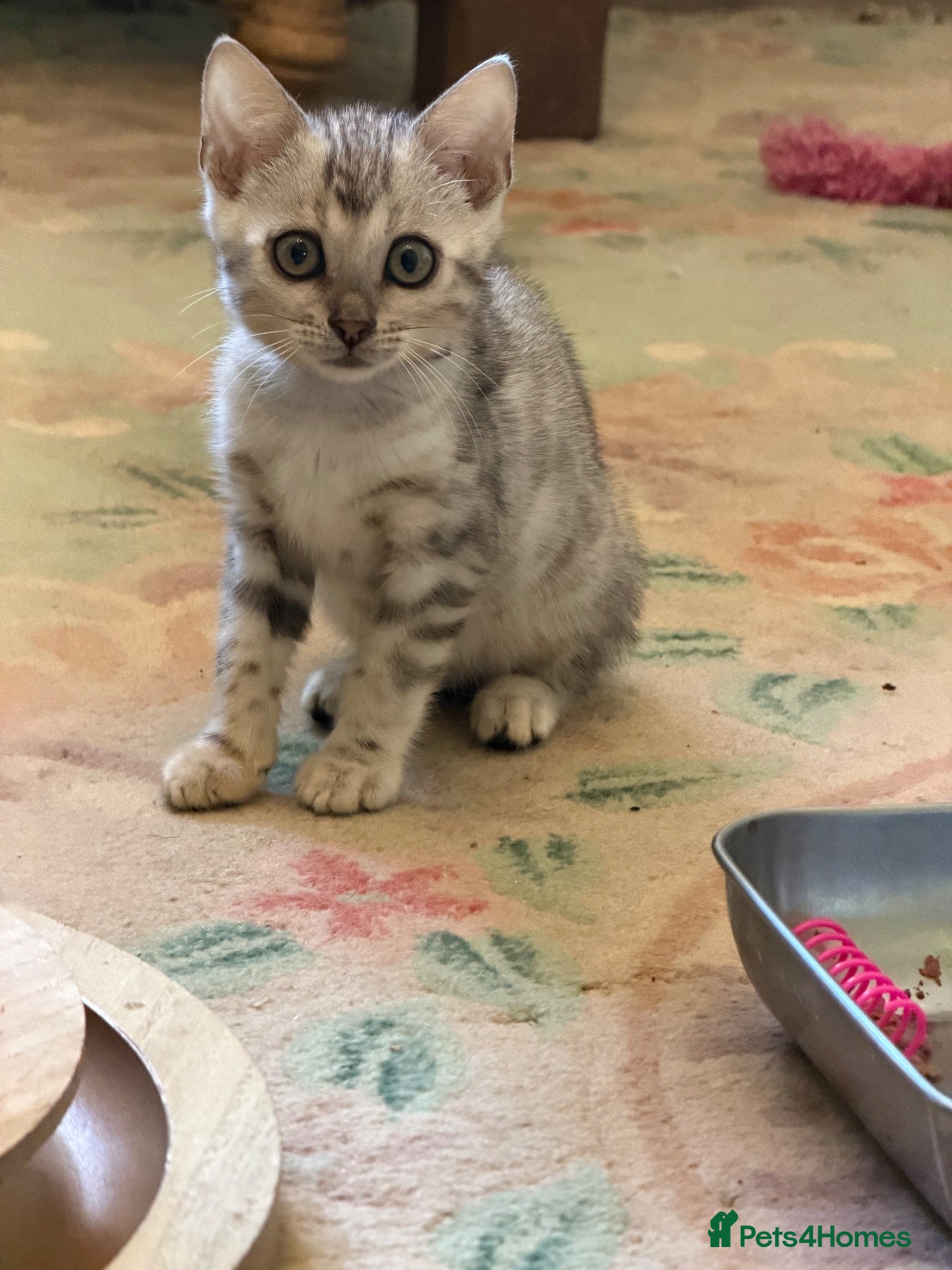 Bengal cats Four Bengal Kittens for Sale. TICA Pedigree Reg'd - Advert 4
