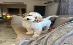 Goldendoodle dogs for sale: Golden Doodle Girl Ready Now - Image 1