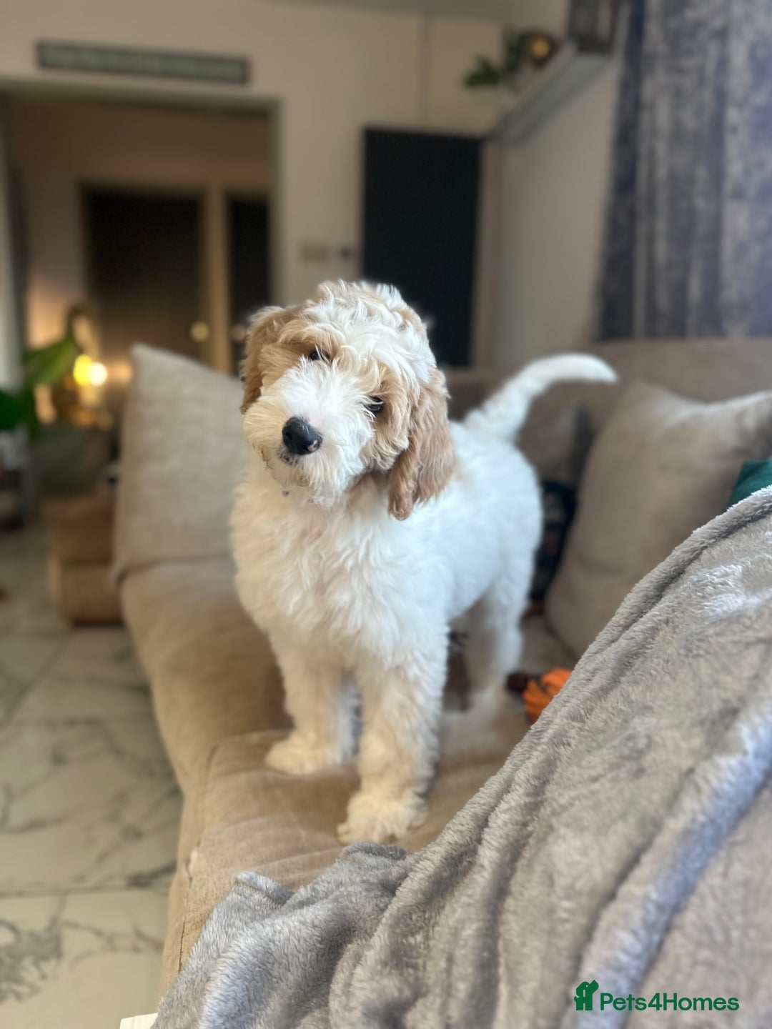 Goldendoodle dogs for sale: Golden Doodle Girl Ready Now - Image 1