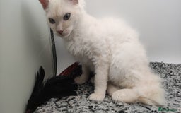 LaPerm cats for sale: Lilac point longhaired curly LaPerm kitten - Image 19