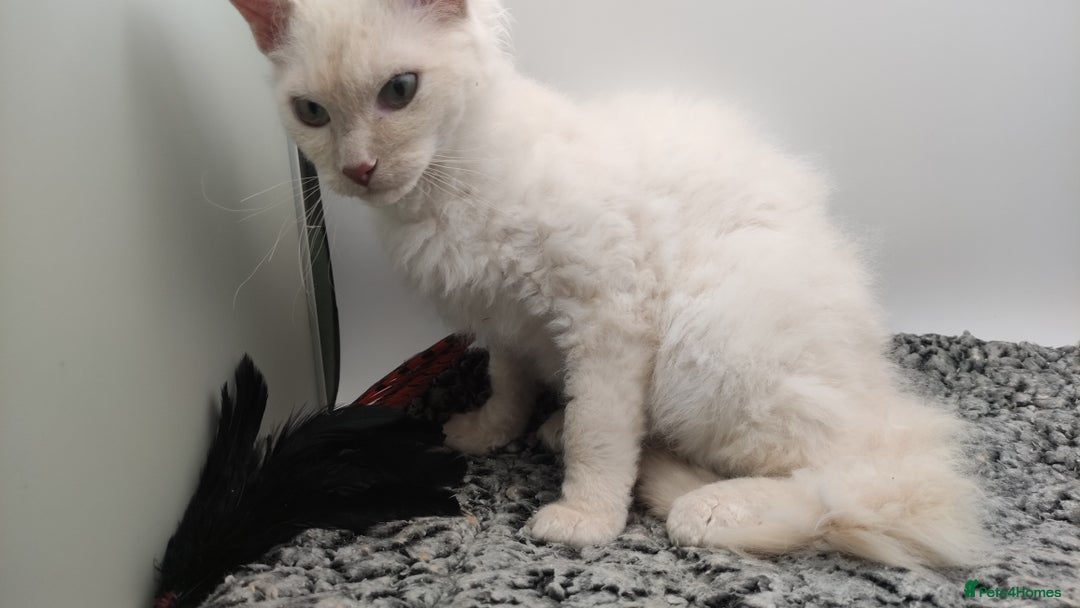 LaPerm cats for sale: Lilac point longhaired curly LaPerm kitten - Image 19