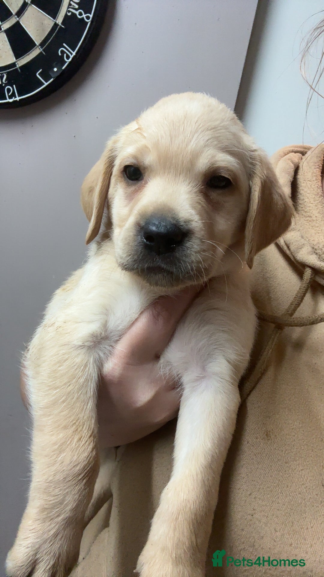 Labrador Retriever dogs for sale: Kc Labrador puppies  - Advert 3