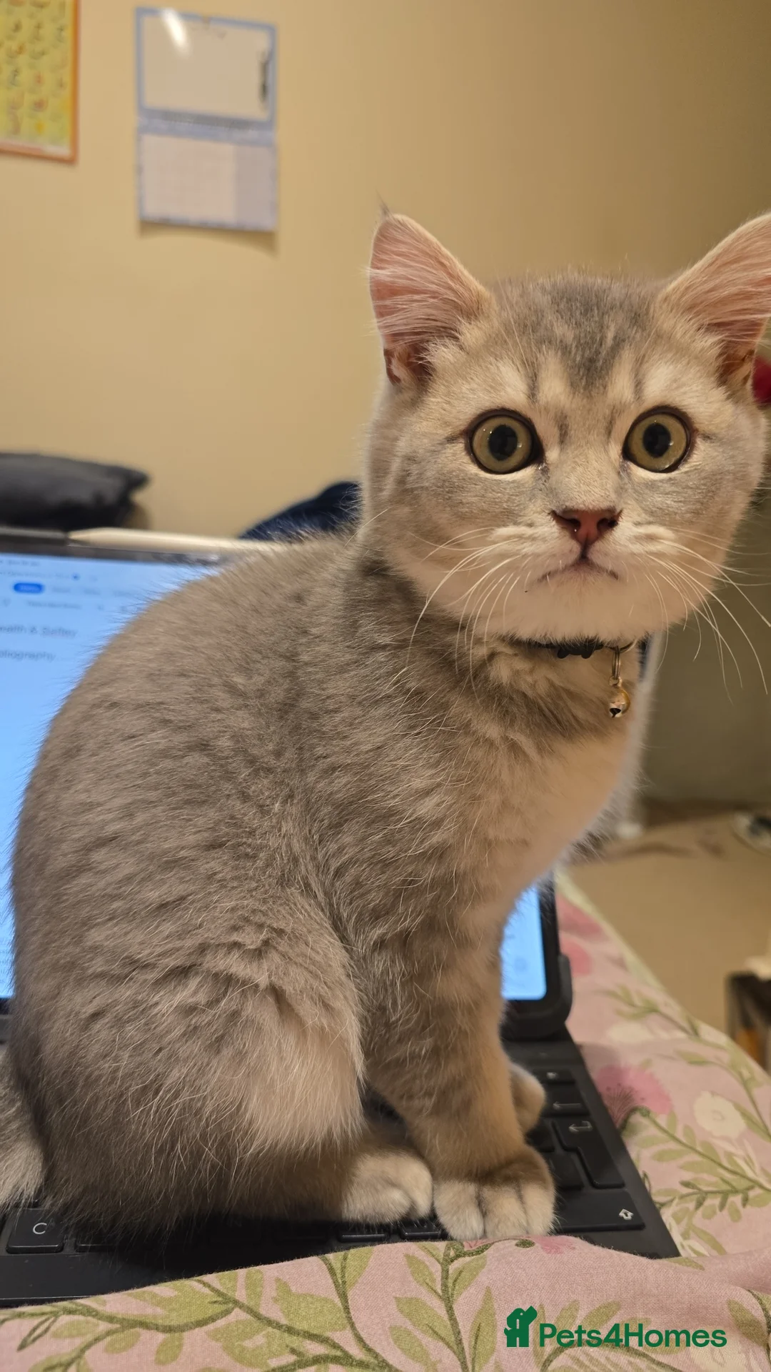 British Shorthair cats for sale: Silver/Blue Golden British Shorthair  - Advert 2