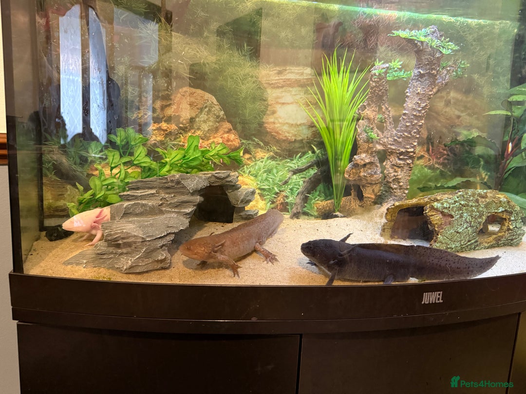 Axolotl reptiles for sale: 3 gorgeous and cute Male axolotls - Image 5