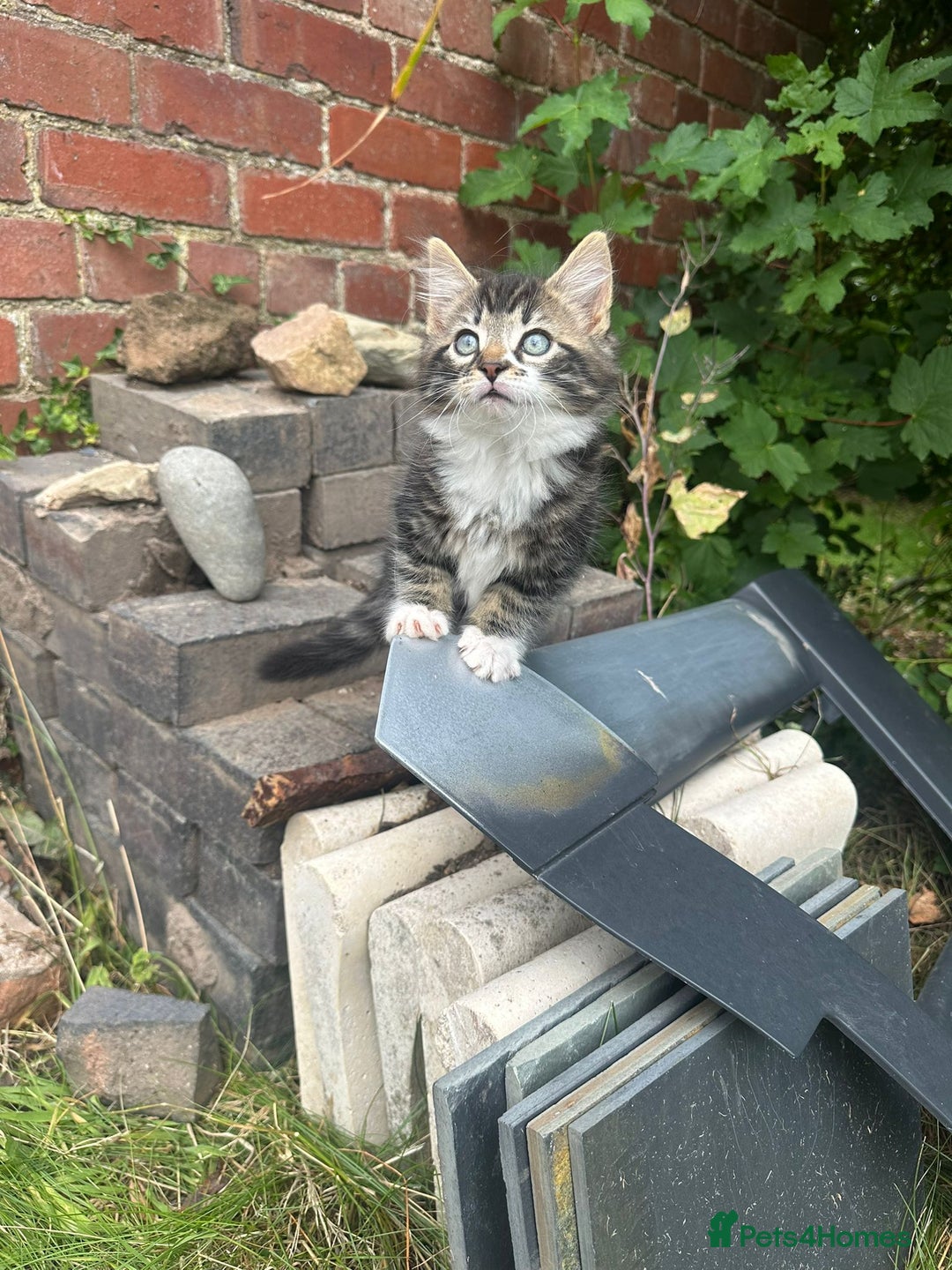 Domestic Shorthair cats for sale: 3 Kittens for sale  - Image 4