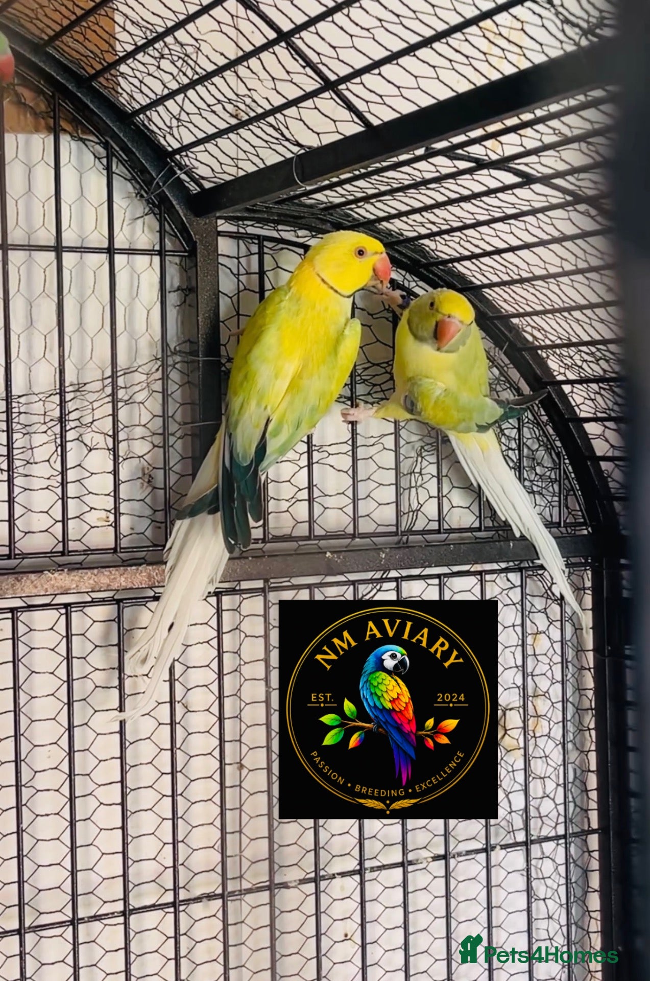 Parakeets birds Ringneck Opaline clear tail  - Advert 1