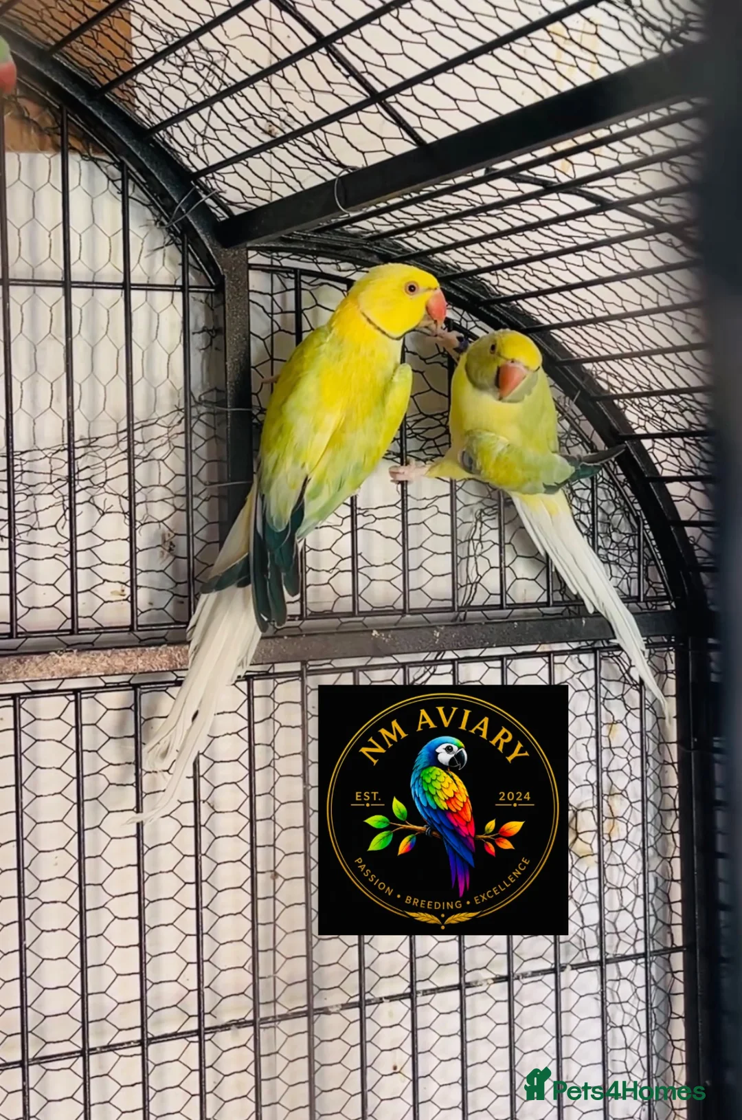 Parakeets birds for sale: Ringneck Opaline clear tail  - Advert 1