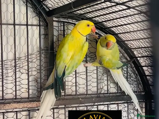 Parakeets birds for sale: Ringneck Opaline clear tail - Advert 1