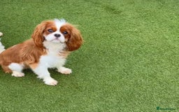 Cavalier King Charles Spaniel dogs for sale: Cavalier king Charles puppy's  - Image 10