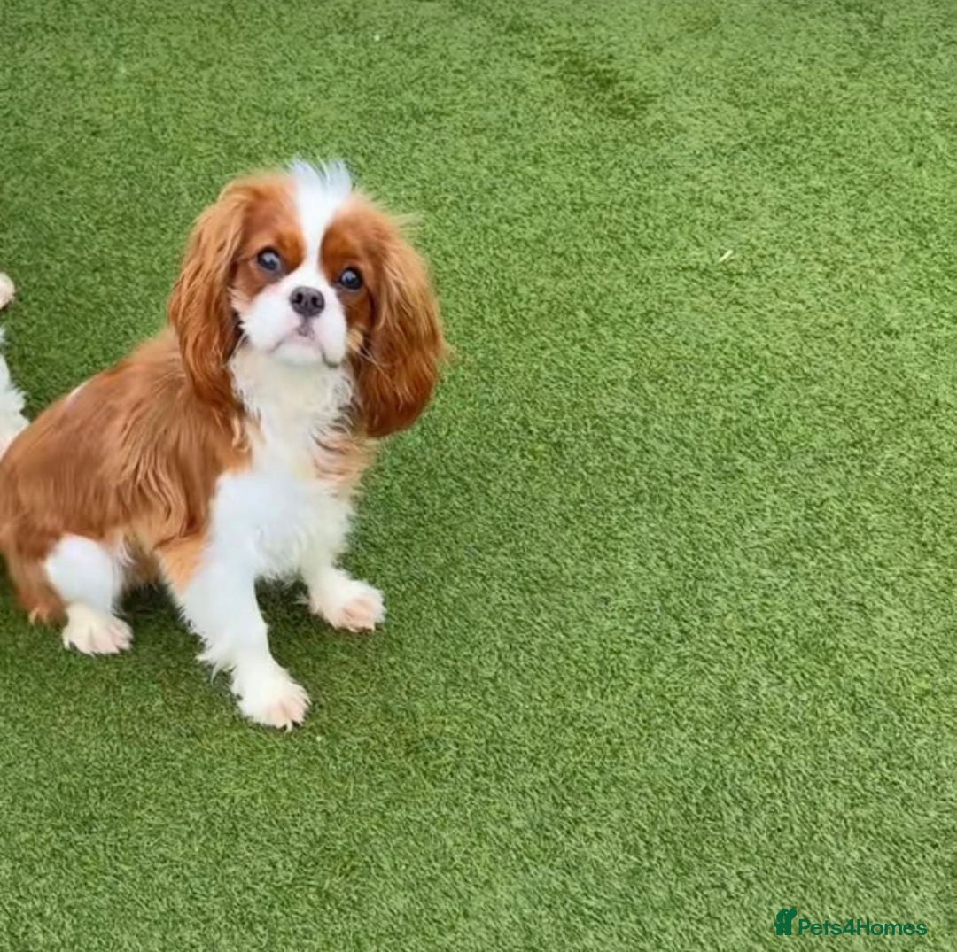 Cavalier King Charles Spaniel dogs for sale: Cavalier king Charles puppy's  - Image 10
