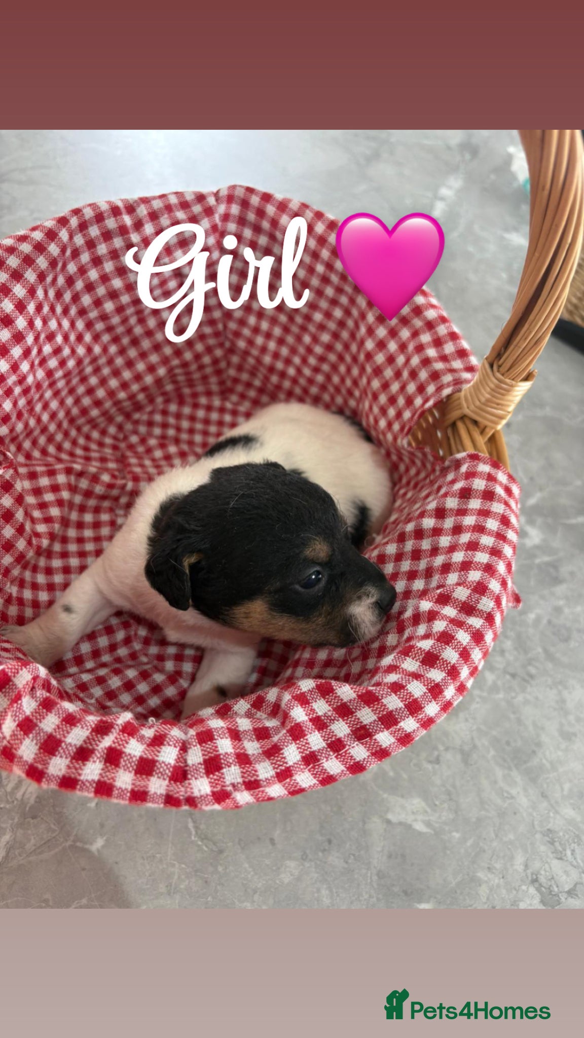 Jack Russell dogs 🐶 4 Adorable Jack Russel Puppies🐶 - Advert 10