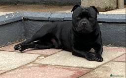 Staffordshire Bull Terrier dogs for stud: Stunning Champion Sired Stud  in Pontypridd - Image 4